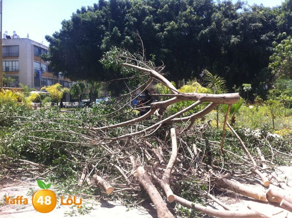 treesashjar523 (4).jpg